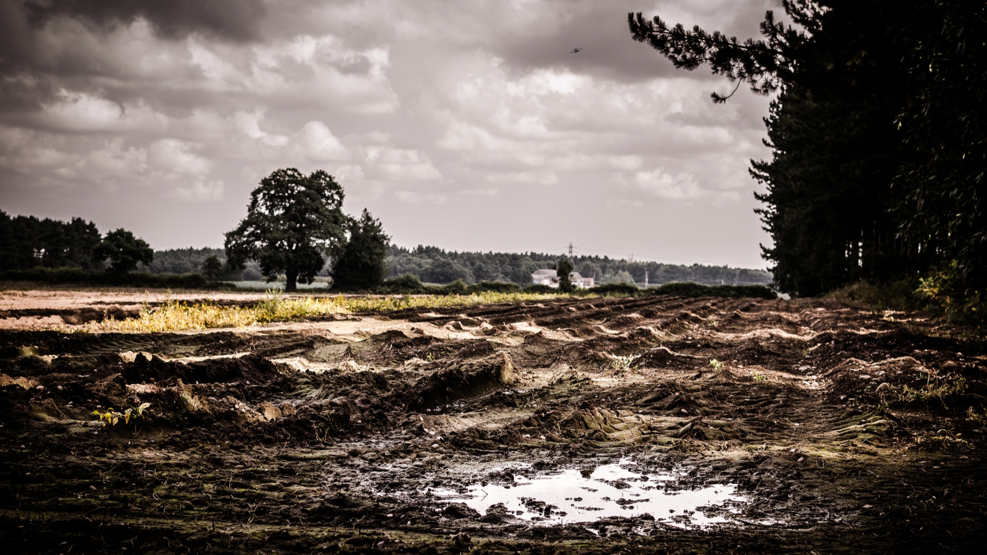 Muddy Field High Quality Background on Wallpapers Vista