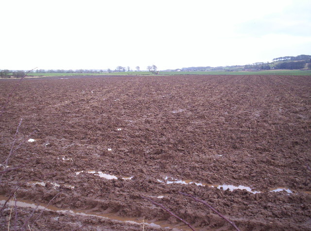 Muddy Field #19