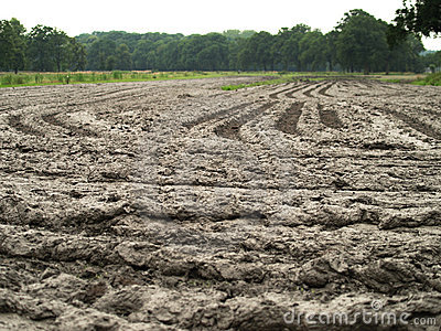 Muddy Field #14