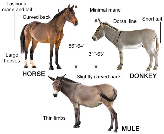 Mule #4