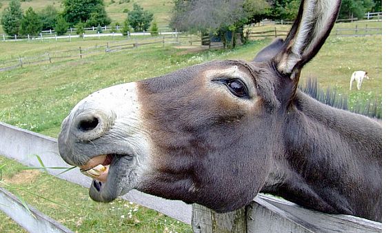 Amazing Mule Pictures & Backgrounds