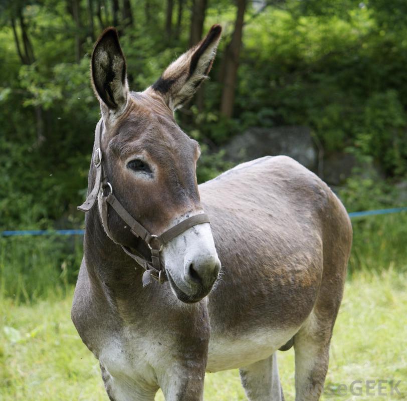 Mule Pics, Animal Collection