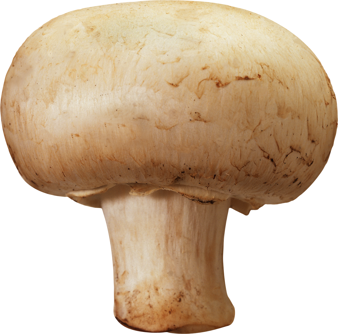 Images of Mushroom | 1276x1262