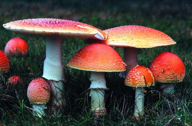 Mushroom Backgrounds on Wallpapers Vista