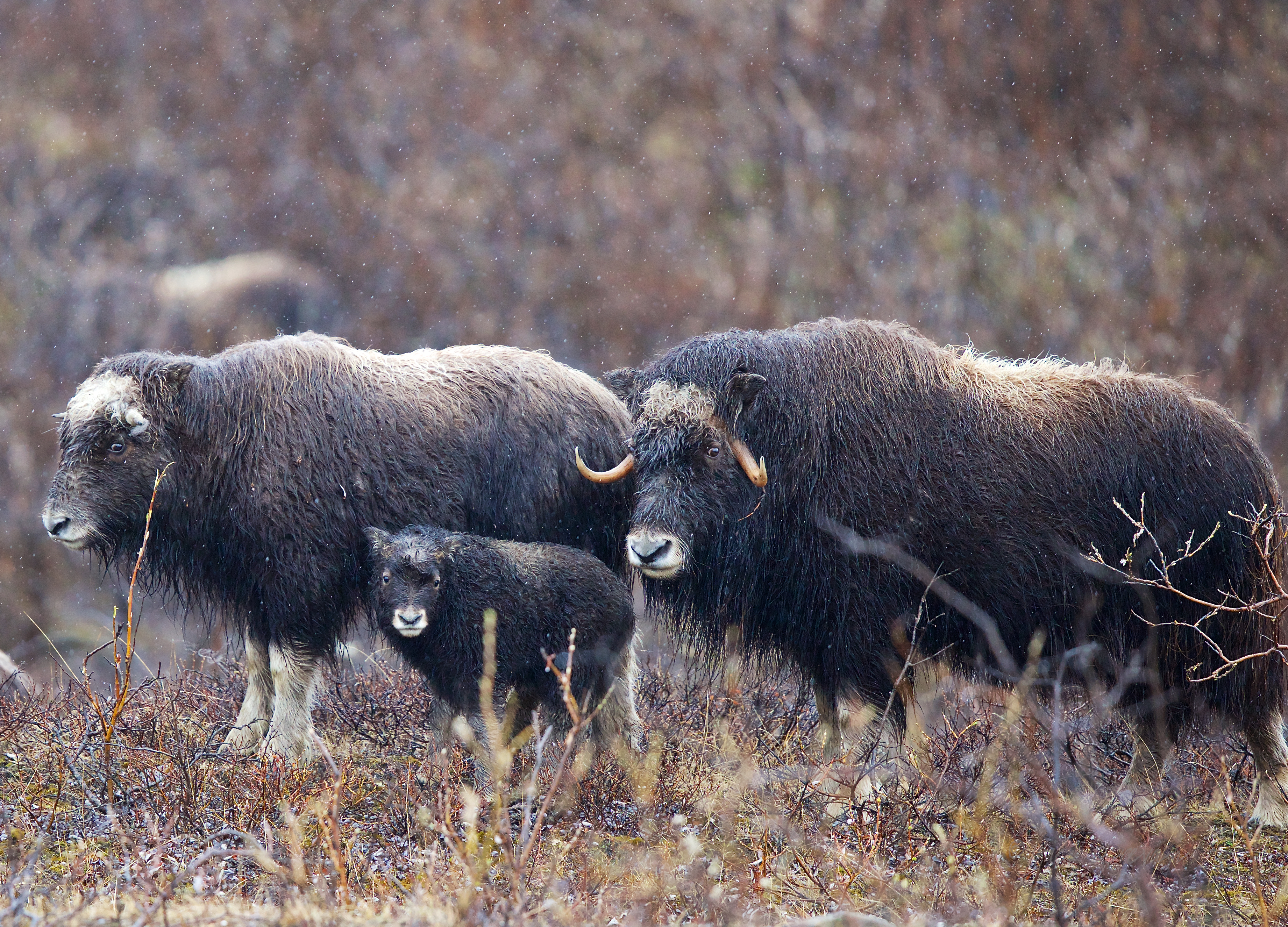 Овцебык обитает в северной америке. Овцебык Гренландия. Мускусный овцебык. Овцебык в тундре. Овцебык в Северной Америке.