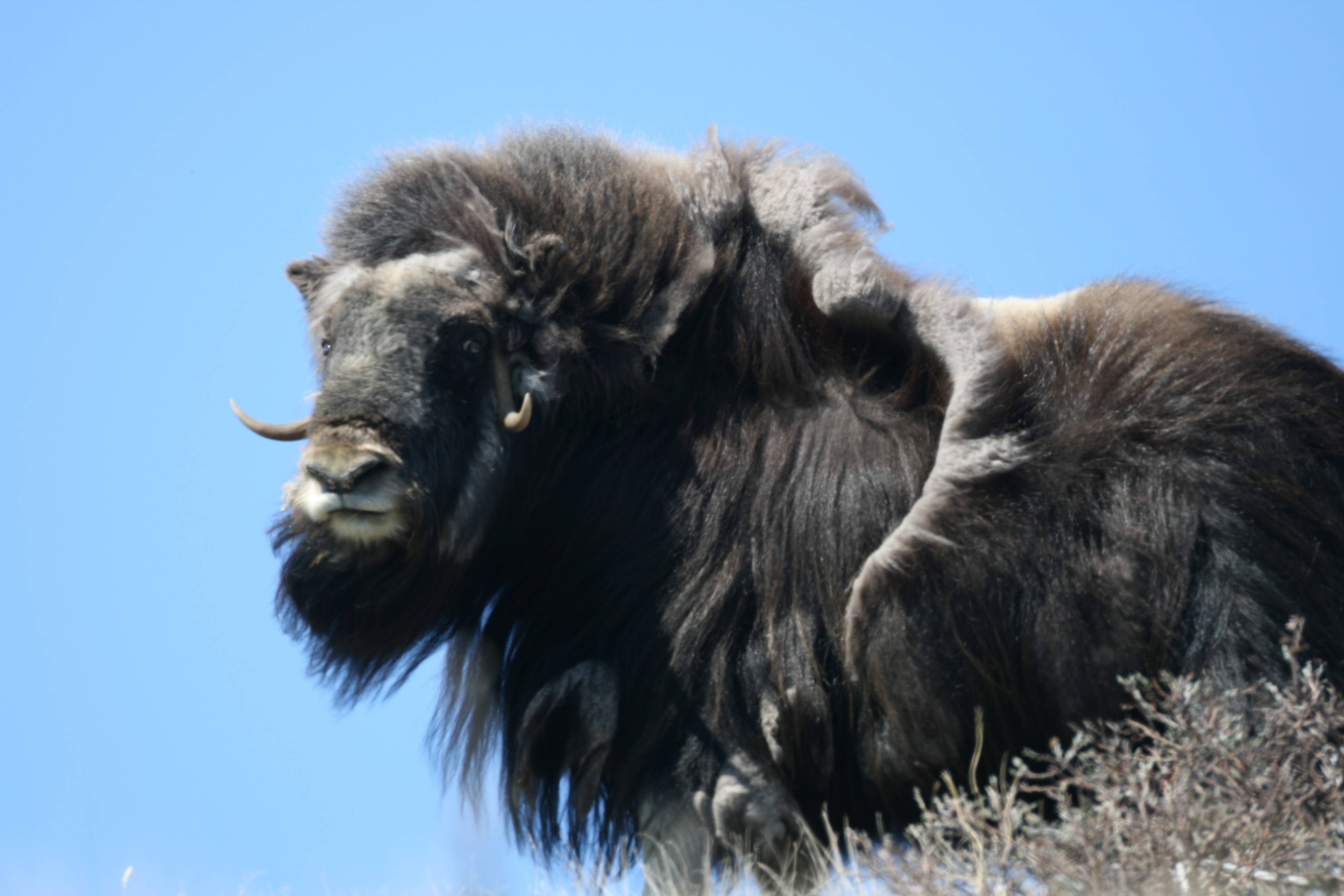 Muskox High Quality Background on Wallpapers Vista