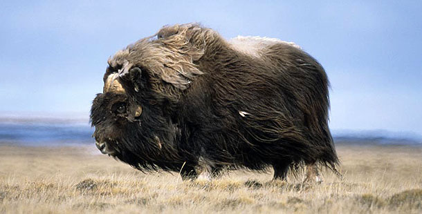 Nice Images Collection: Muskox Desktop Wallpapers
