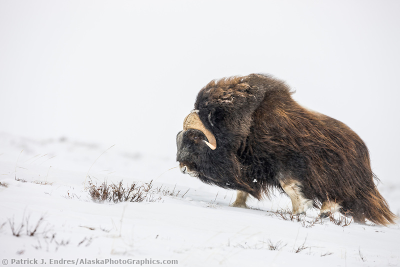 Nice Images Collection: Muskox Desktop Wallpapers