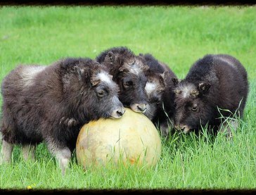 Muskox Backgrounds on Wallpapers Vista