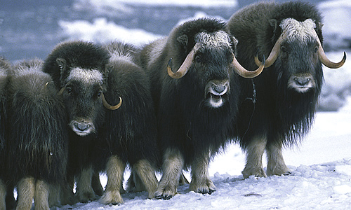 Images of Muskox | 500x300
