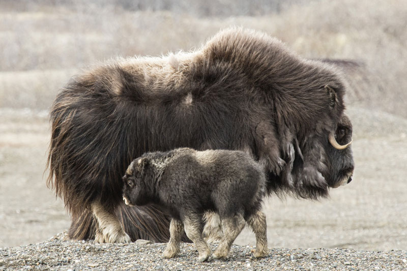 Muskox Backgrounds on Wallpapers Vista
