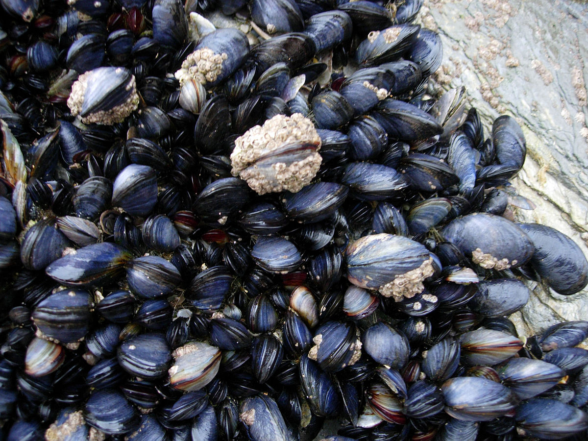 Mussels Pics, Food Collection