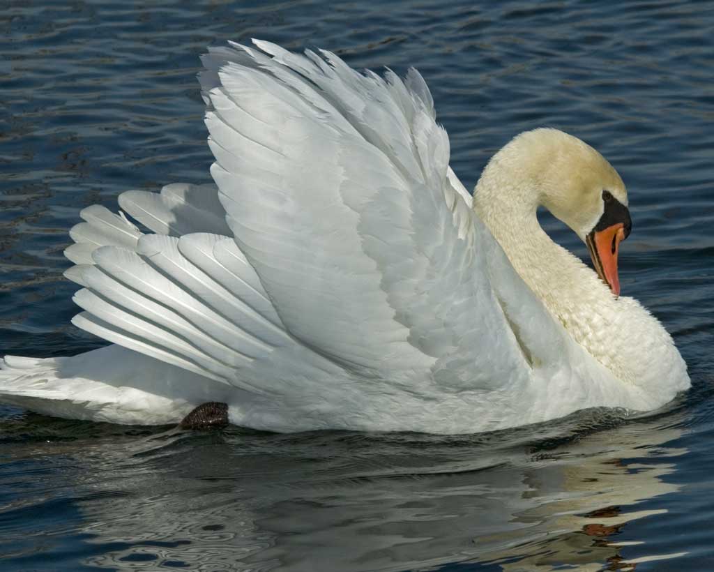 Mute Swan #24
