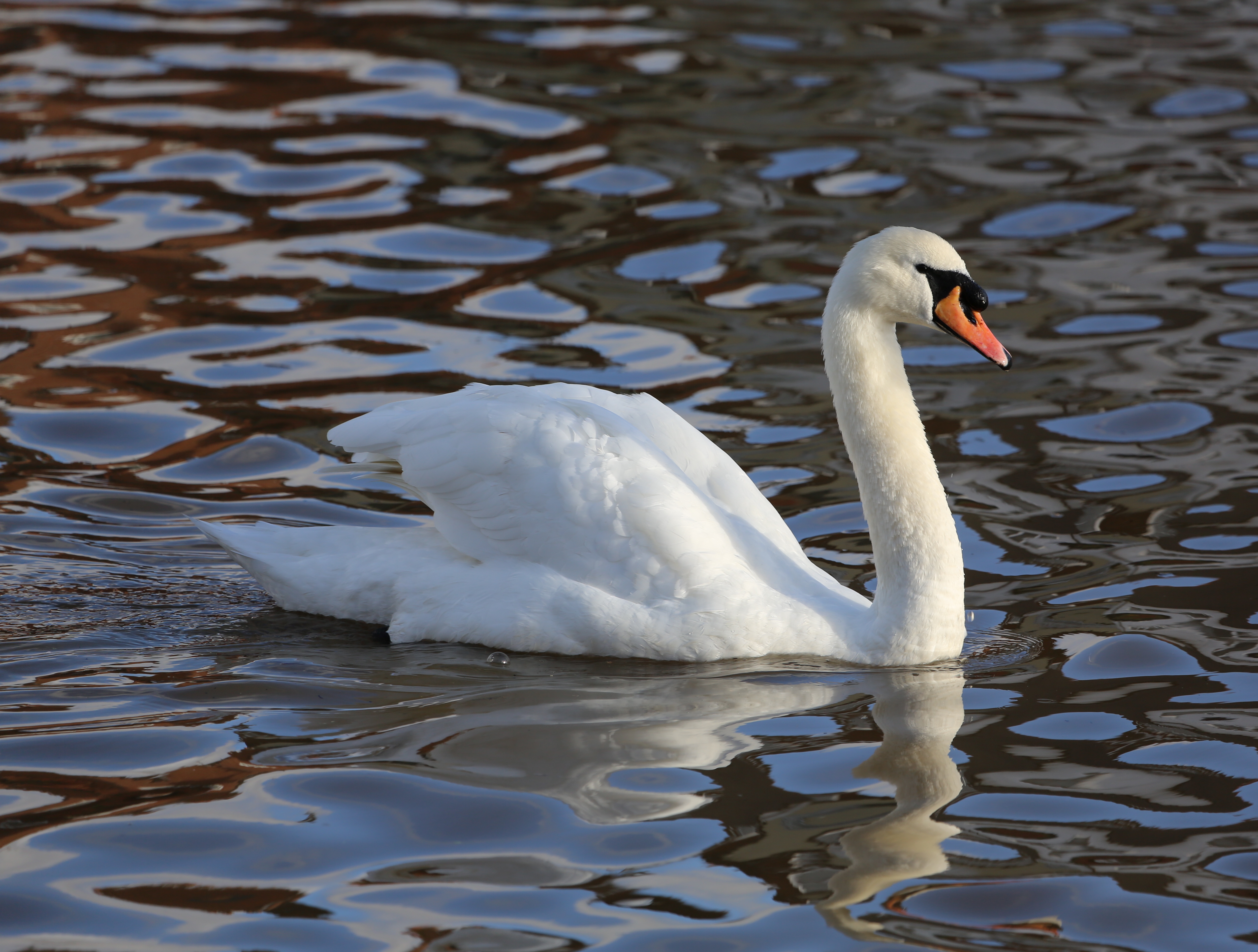 Amazing Mute Swan Pictures & Backgrounds