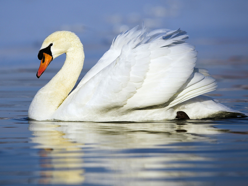 Mute Swan Backgrounds, Compatible - PC, Mobile, Gadgets| 1024x768 px