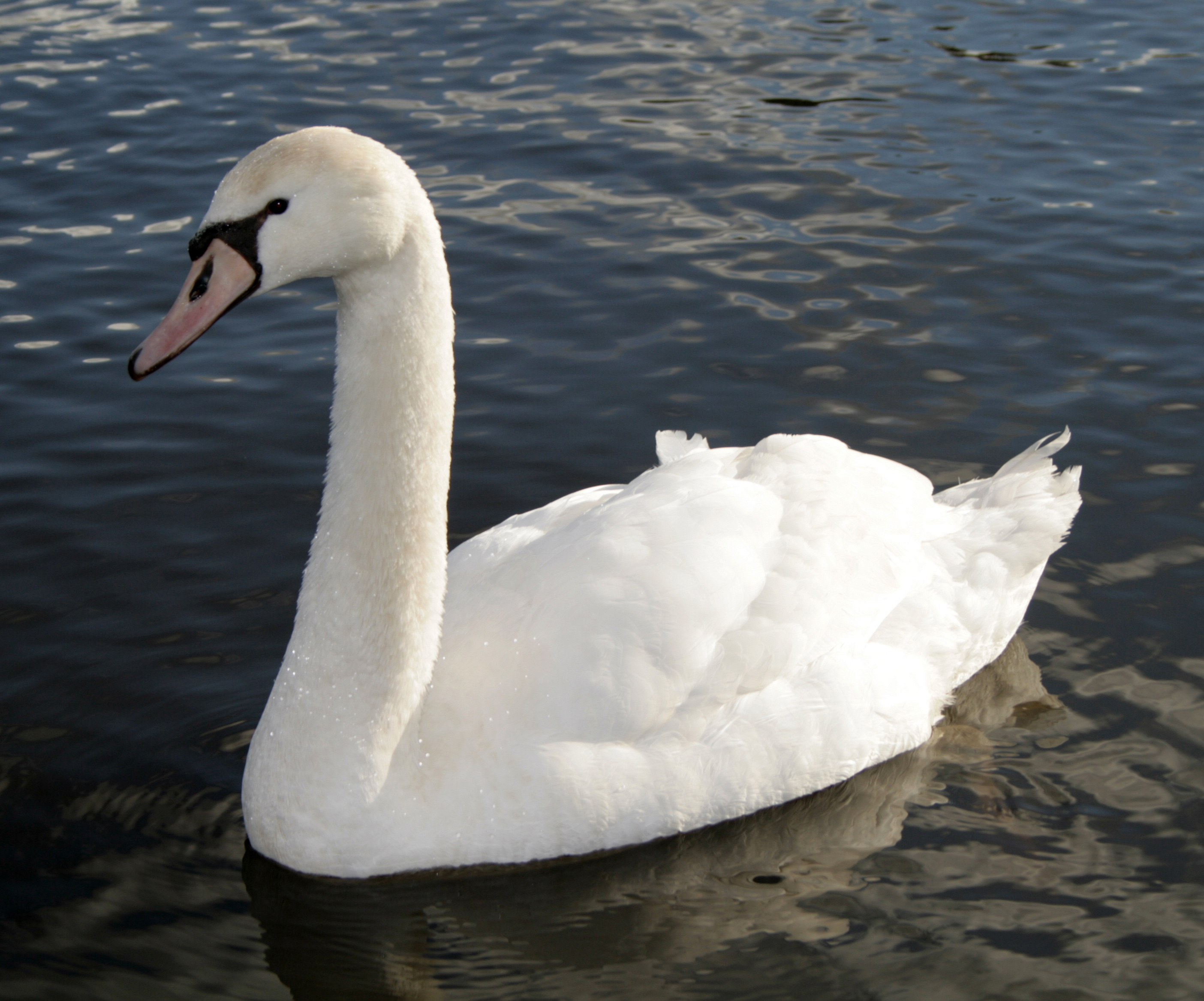 Mute Swan Backgrounds, Compatible - PC, Mobile, Gadgets| 2808x2334 px