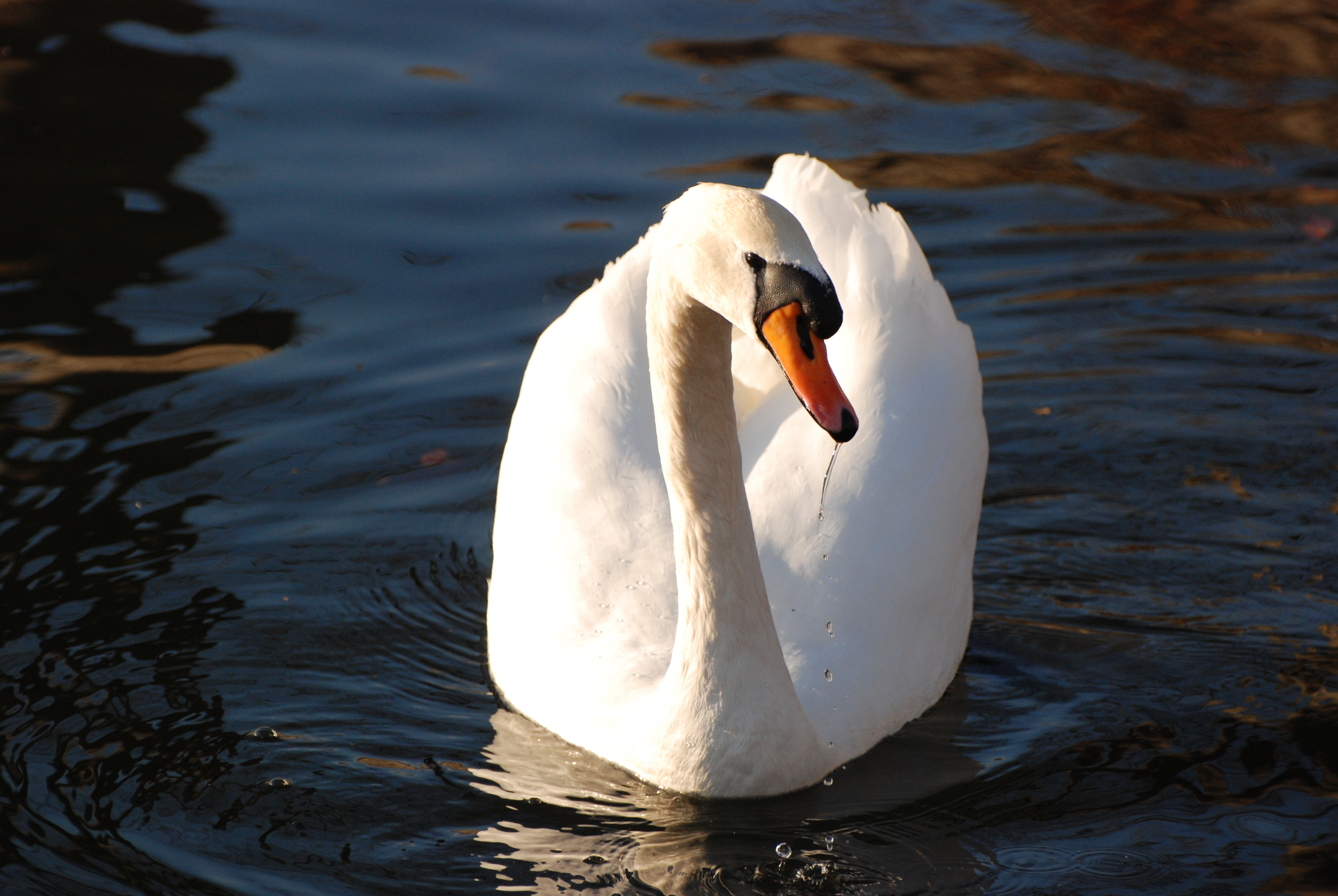 Mute Swan #15