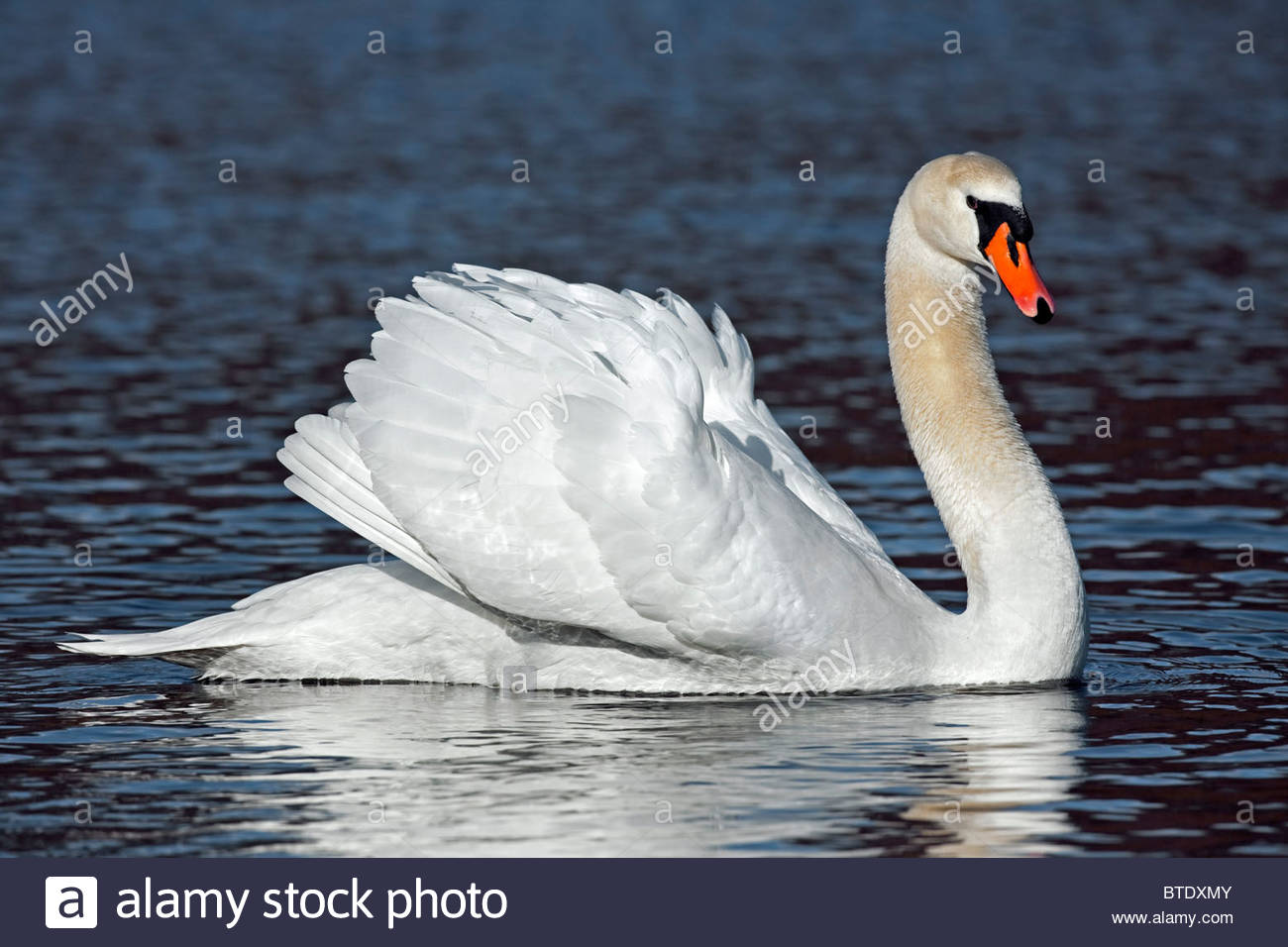 Mute Swan #20