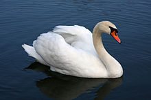 Mute Swan #14