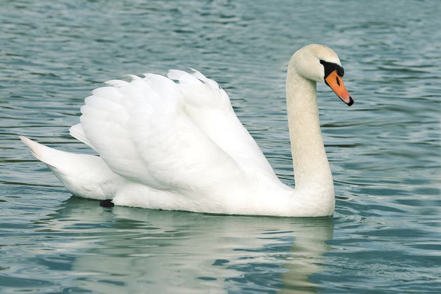 HD Quality Wallpaper | Collection: Animal, 900x600 Mute Swan