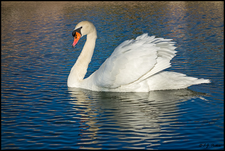 Mute Swan #2