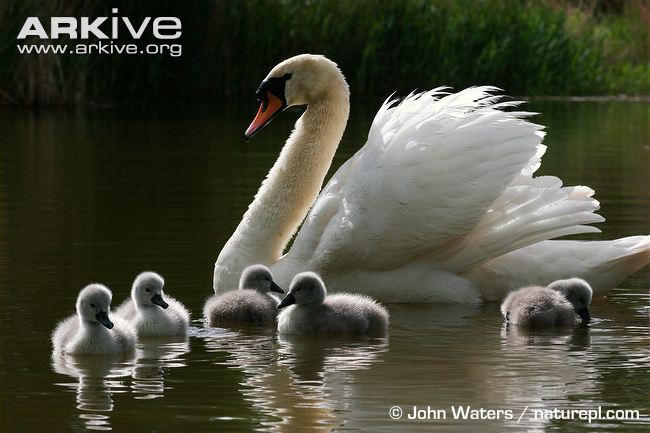 Mute Swan Backgrounds, Compatible - PC, Mobile, Gadgets| 650x433 px