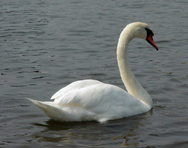 Mute Swan #5