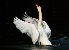 Mute Swan #4