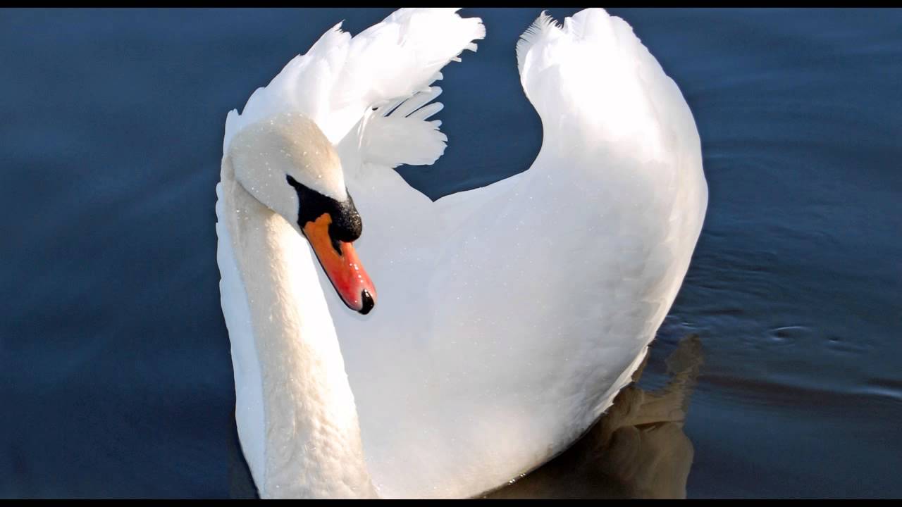 Mute Swan #1