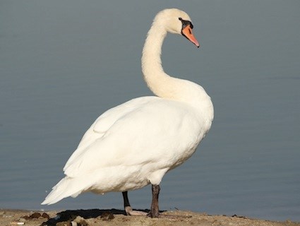 Swan #11