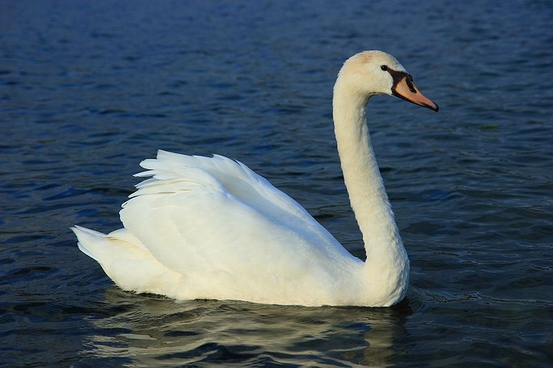Swan #10