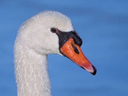 Nice Images Collection: Mute Swan Desktop Wallpapers