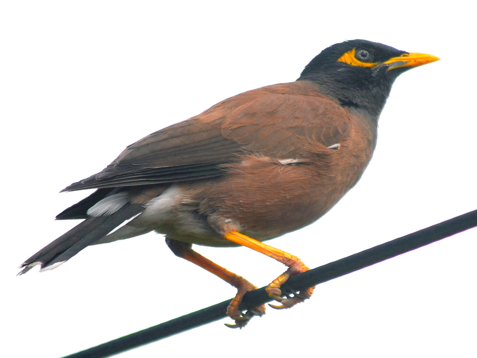 Images of Myna | 1920x1440