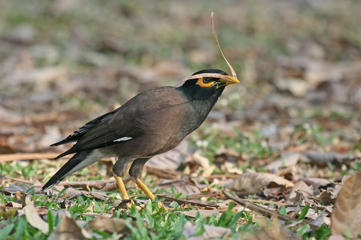 Myna Backgrounds, Compatible - PC, Mobile, Gadgets| 1200x800 px