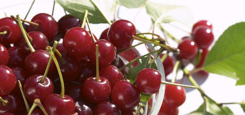 HD Quality Wallpaper | Collection: Misc, 808x380 National Cherry Month