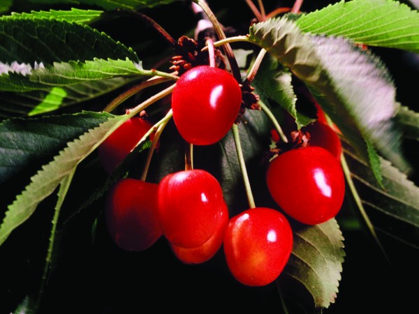 National Cherry Month #21