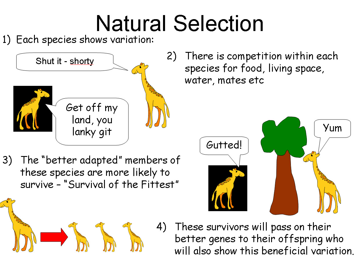 the theory of natural selection (survival of the fittest) states quizlet