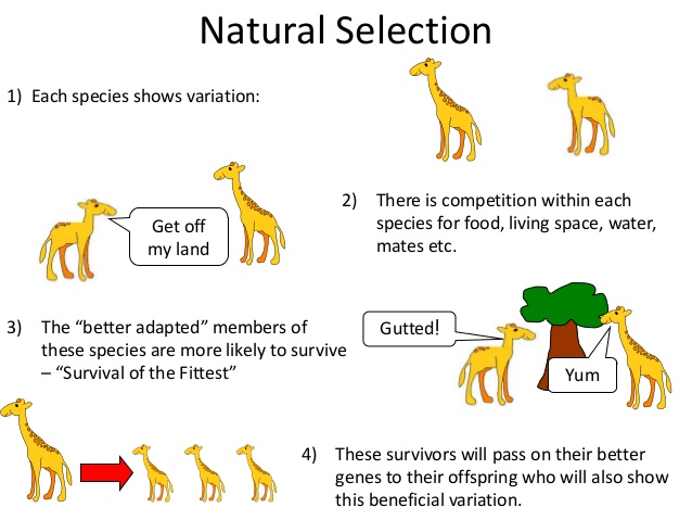 Natural Selection #4