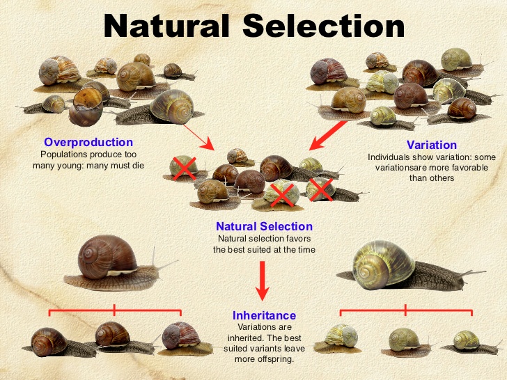Natural Selection #5