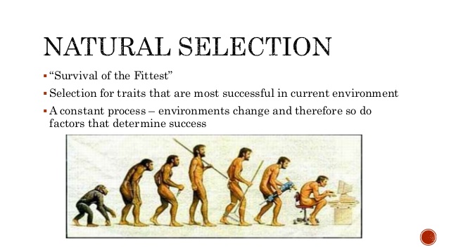 Natural Selection   19 