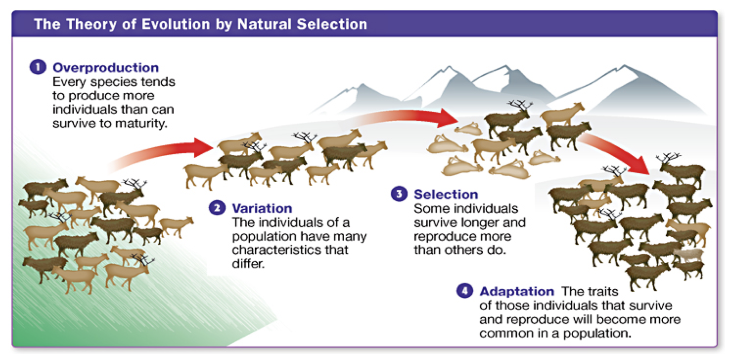 Images of Natural Selection | 1495x739
