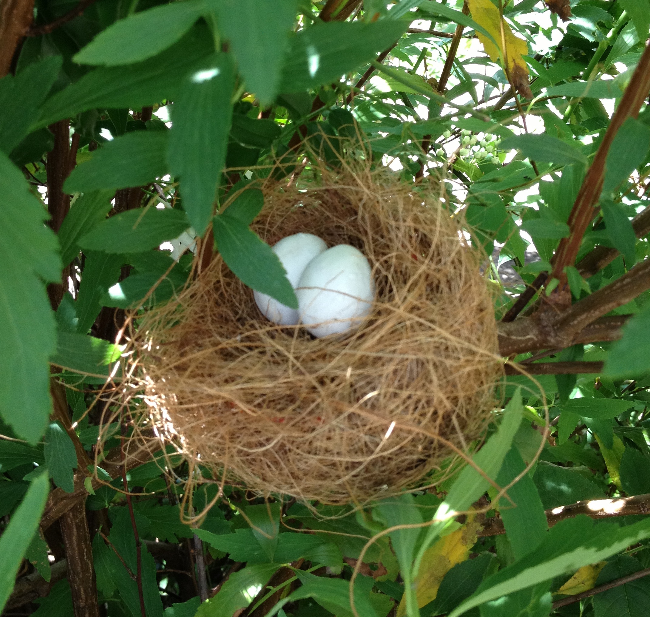 Nest #13