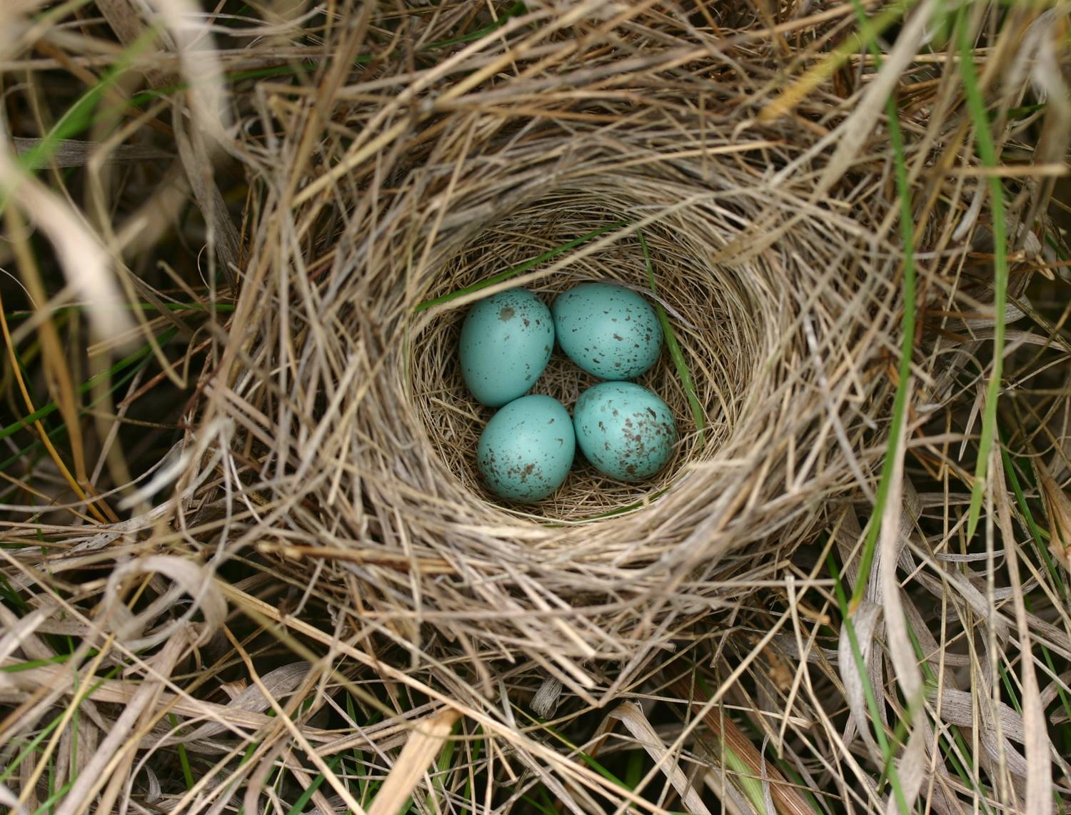 Images of Nest | 1500x1142