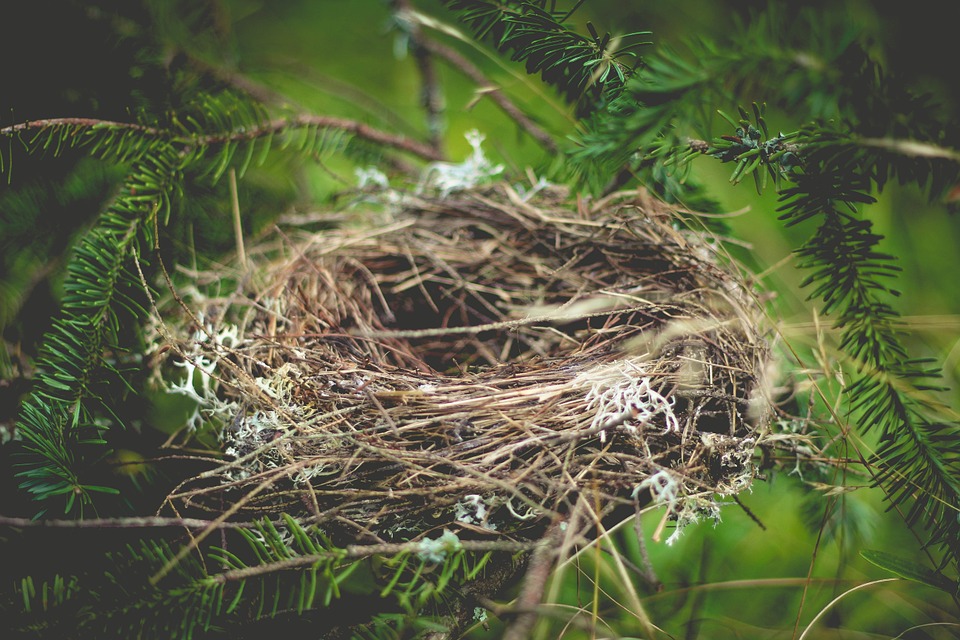 Nest Pics, Animal Collection