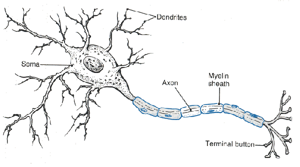 Neuron #22
