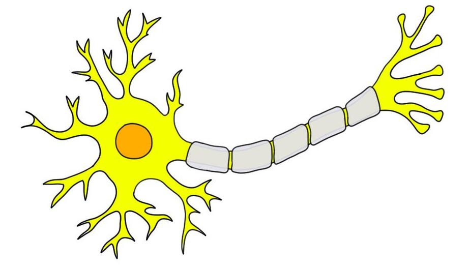 Neuron #15