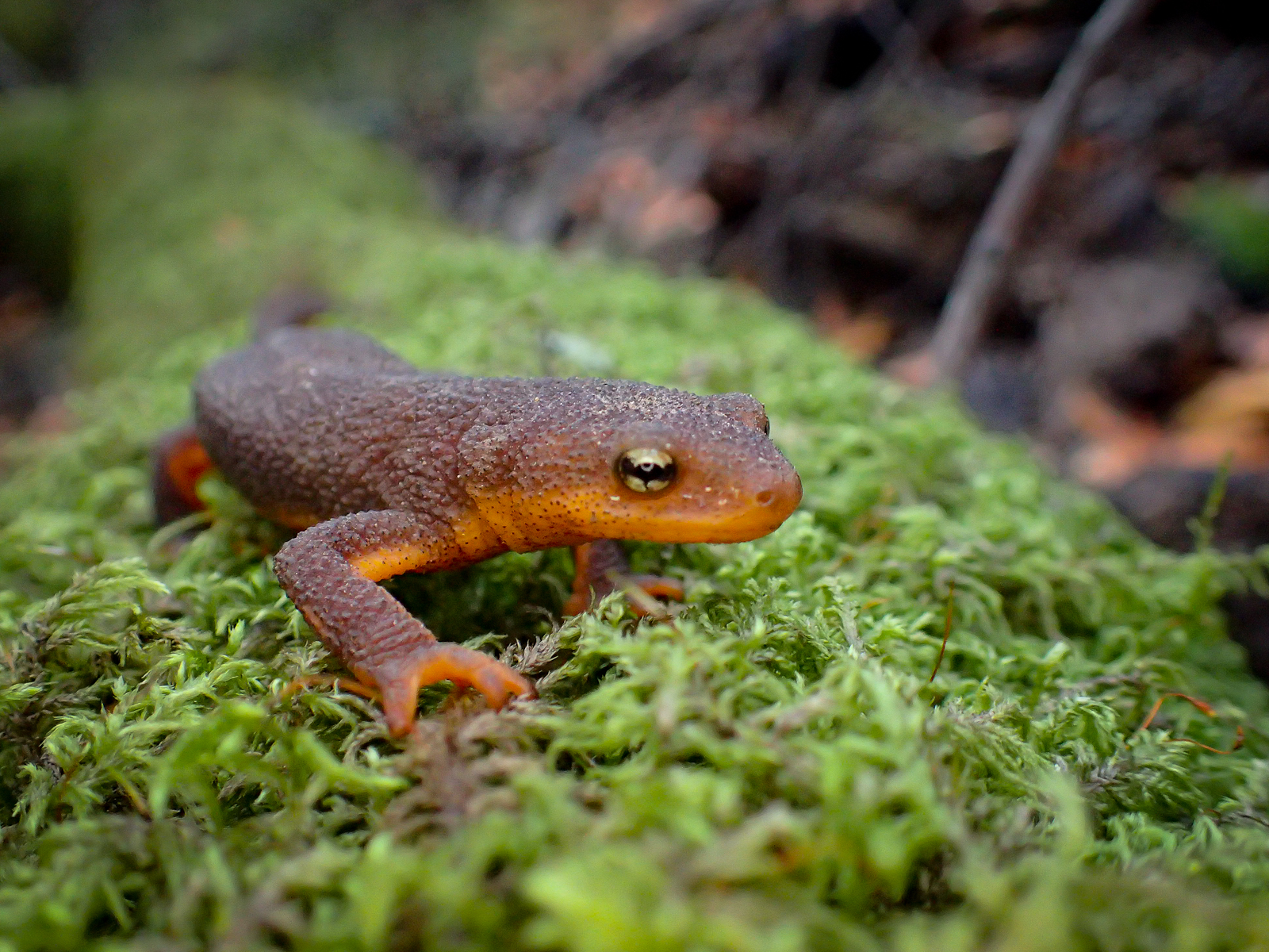 HD Quality Wallpaper | Collection: Animal, 1600x1200 Newt