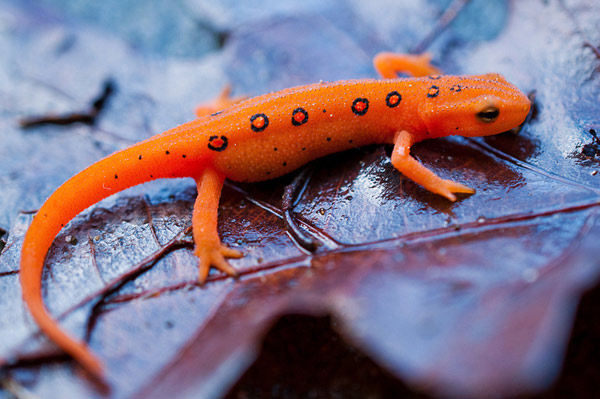 HD Quality Wallpaper | Collection: Animal, 600x399 Newt