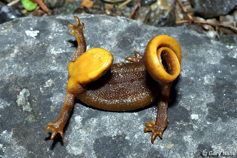 Rough-skinned Newt Backgrounds, Compatible - PC, Mobile, Gadgets| 800x536 px