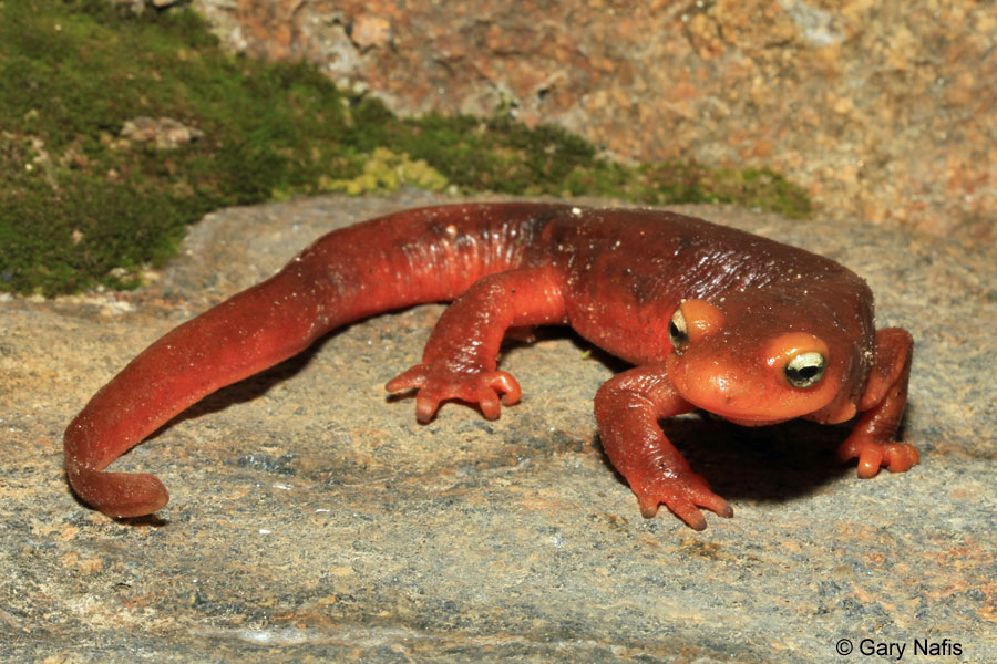 HD Quality Wallpaper | Collection: Animal, 900x600 Newt